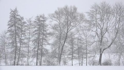 Falling snow in winter with snow covered trees, winter landscape in snow. 
