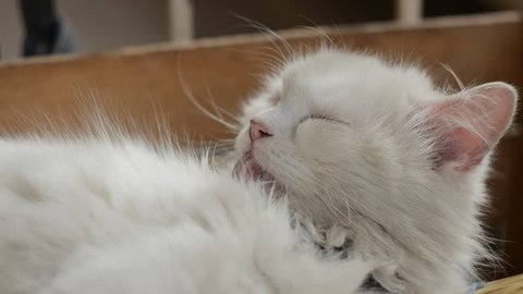 White Angora Cat Licking Itself