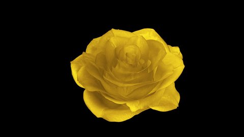 Rose Flower - Yellow - Rotating Loop - Alpha Channel - Realistic 3D animation as particle or decoration element related to holiday, wedding, birthday, etc.