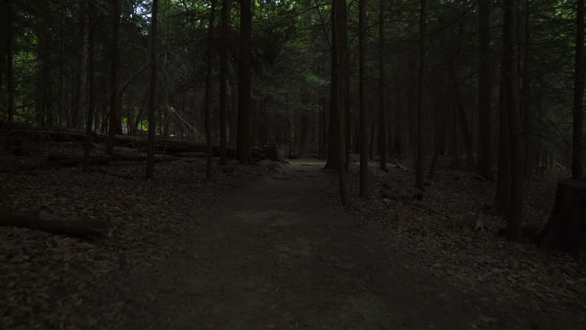 Hike down trail between tall straight trees at Cuyahoga Valley National Park