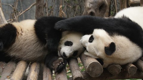 Two Lovely Young Giant Panda Bear Playing together in Chengdu Research Base of Giant Panda Breeding young giant panda bear cub having fun together in zoo