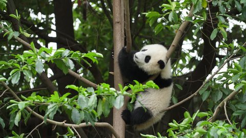One Lovely Giant Panda Bear Cub in the Tree in Chengdu Research Base of Giant Panda Breeding