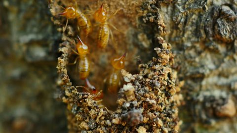 Close-up termites workers repairing a tunnel on Tree.