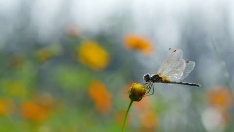 Dragonfly on cosmos flower.  库存视频