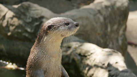 Close up Otter Standing. Stockvideó