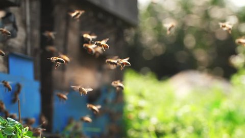 Slow motion of Honey Bee flying around Beehive with blurred background