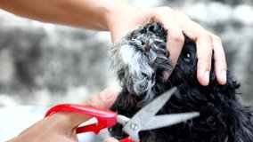 Groomer using thinning shears to cut hair poodle dog