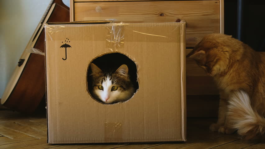 cat play box