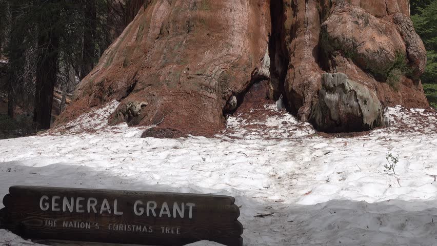 The famous General Grant sequoia tree, which is estimated to be 1650 - 2000 years old and located in Kings Canyon National Park in California, is shown in a tilt-up view.