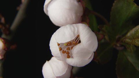 Beautiful Spring Cherry tree flowers blossom timelapse, extreme close up. Time lapse of Easter fresh white blossoming cherry closeup.