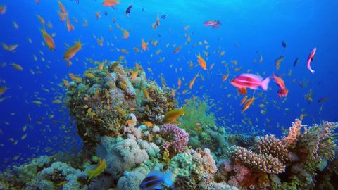 Colorful Tropical Coral Reefs. Picture of a beautiful underwater colorful fishes and corals in the tropical reef of the Red Sea Dahab Egypt.