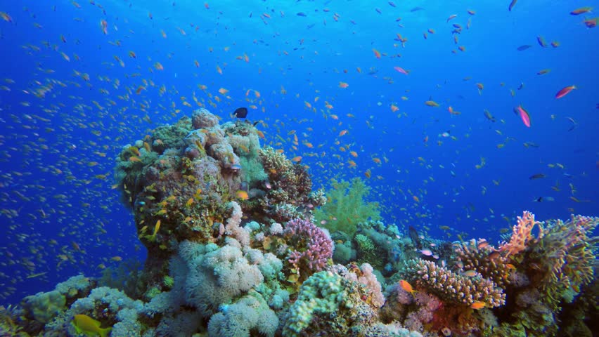 Colorful Tropical Coral Reefs. Picture of a beautiful underwater colorful fishes and corals in the tropical reef of the Red Sea Dahab Egypt. Royalty-Free Stock Footage #1009563827