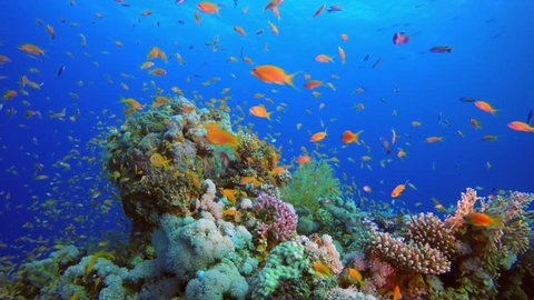 Beautiful Fish Marine Garden. Picture of a beautiful underwater colorful fishes and corals in the tropical reef of the Red Sea Dahab Egypt.