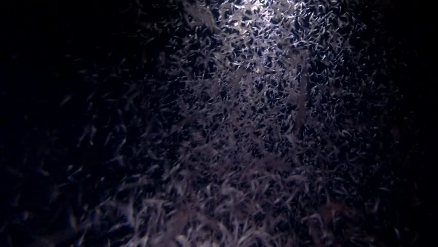 Mass of krill in the beam of a lantern at night. Night diving Royalty-Free Stock Footage #1009566584