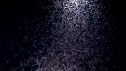 Mass of krill in the beam of a lantern at night. Night diving