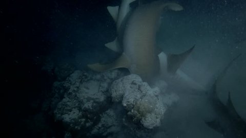 This is a unique video: Male  Nurse Shark are trying to compulsion to mating of a pregnant female - Sex of Nurse sharks