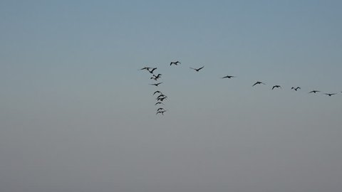 Birds fly in a flock over ocean water very low, migration of wild ducks