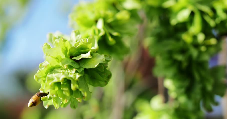 Youg green leafs on the pear tree on early spring