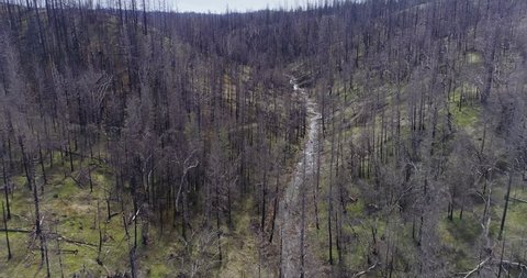 Aerial Drone View Dead Trees and river ravaged By Wildfire. Sierra Nevada ranges, California, USA