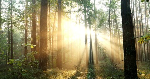 Sun is shining through the trees in a young forest -- timelapse