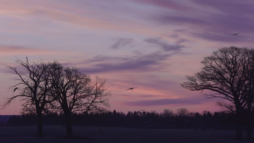 flock of birds passing flying against purple morning sky silouette trees