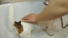 Dog in the bathroom. Washing dog. Jack Russell terrier