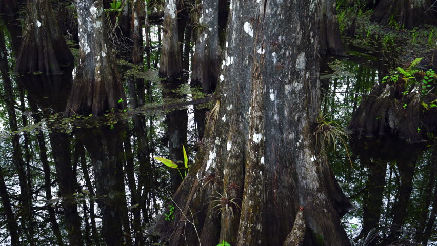 Blue Cypress Lake, Florida, Usa, America