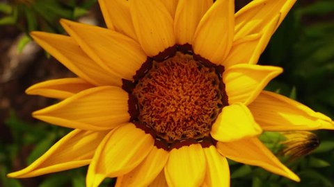 Yellow sunflower flower opening timelapse, zoom in. 4K UHD.