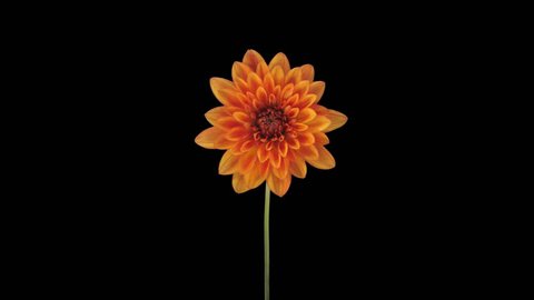 Time-lapse of growing and opening orange dahlia (georgine) flower 8x1 in PNG+ format with ALPHA transparency channel isolated on black background
