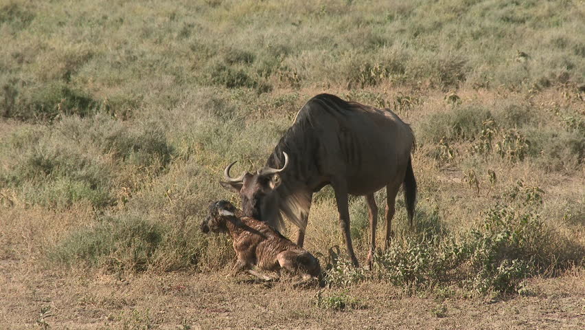 Blue Wildebeest (Connochaetes taurinus)  female with her newborn calf trying to get up, other calf with his mother are coming to watch Royalty-Free Stock Footage #1009596203