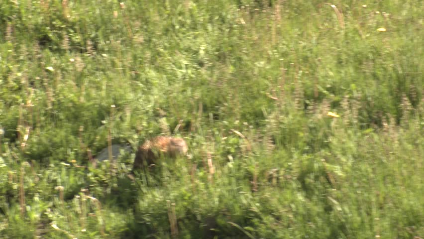 Muskrat Adult Lone Foraging Collecting Summer Upland Out Of Water