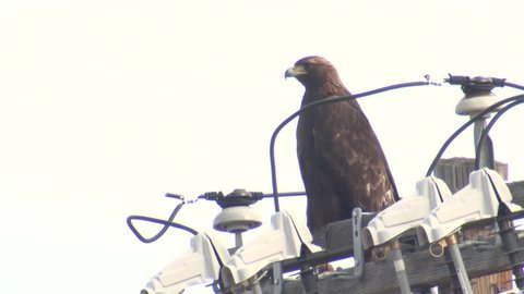 Golden Eagle Adult Lone Perched Looking Around Powerline Transformer Pole Electrocution Wires Electricity Dangerous Closeup