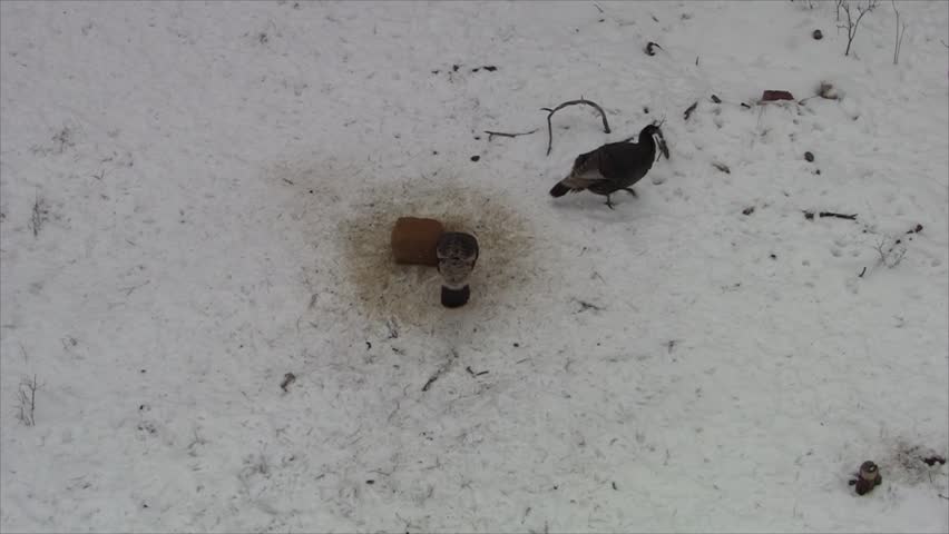 Turkey Adult Pair Two Couple Foraging Digging Winter Feed Block Bait Grain Tree Stand Looking Down Aerial