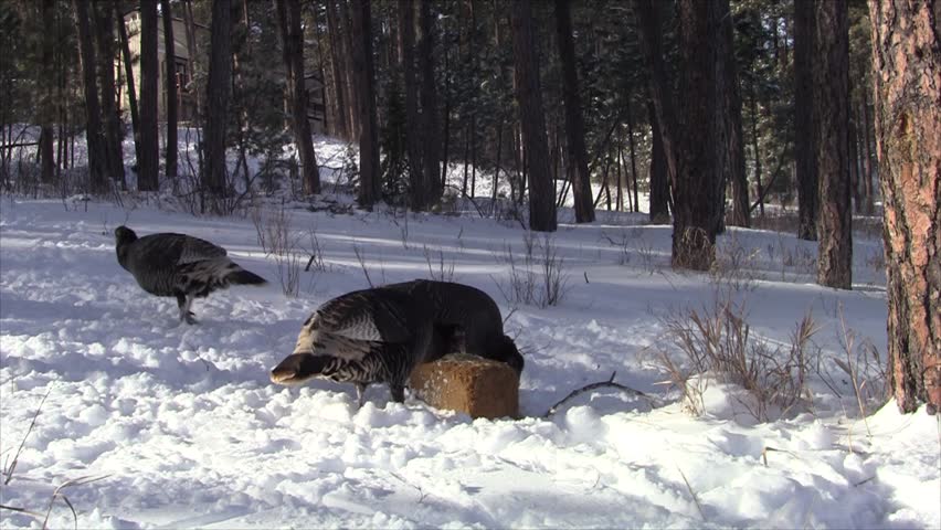 Turkey Adult Several Foraging Digging Winter Feed Block Bait Grain