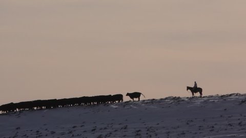 Cattle Herd Many Cows Winter Sunset Cowboy Horseback Rider Ranching Herding Drive Ridgeline