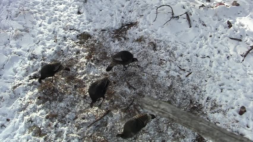 Turkey Adult Flock Several Foraging Winter