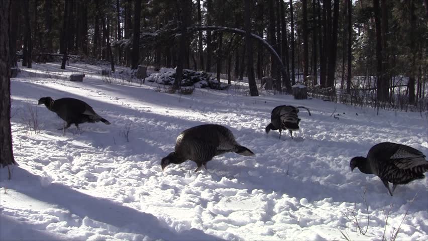 Turkey Adult Lone Foraging Winter Black Hills