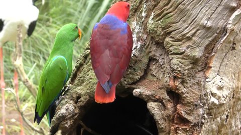 Eclectus Parrot Male Female Adult Pair Perched Resting Red Green Dimorphism