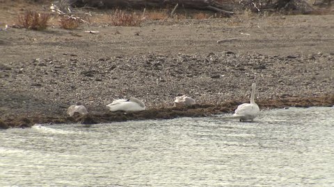 Trumpeter Swan Adult Chicks Young Family Brood Resting Fall