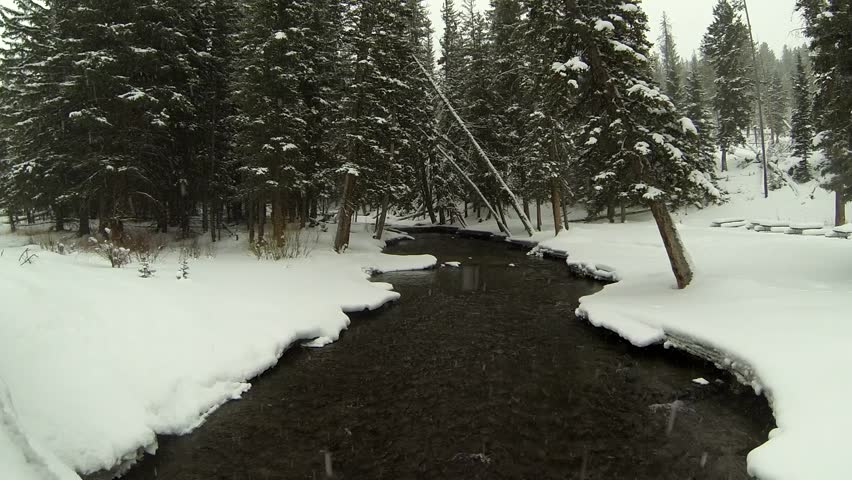 Forest Yellowstone National Park Winter Snow