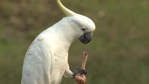 Sulpher-crested Cockatoo Adult Lone Eating Feet Clasping Holding Claws
