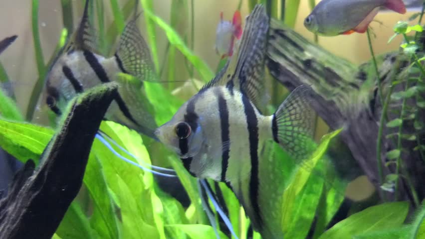 Pterophyllum scalare, most commonly referred to as angelfish, angel-koi or freshwater angelfish, is most common species of Pterophyllum kept in captivity. | Shutterstock HD Video #1009603166