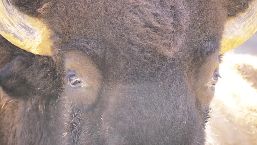 American bison or simply bison, also commonly known as American buffalo or simply buffalo, is North American species of bison that once roamed grasslands of North America in massive herds.