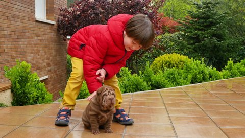 Child Caress his Shar Pei Puppy.
Cute shar pei dog with its owner.
Wrinkled tiny cute dog pup.
