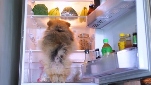 Dog Looking For Food In Refrigerator