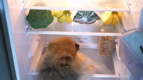 Hungry Dog Looking For Food In Refrigerator. Healthy Eating Concept.