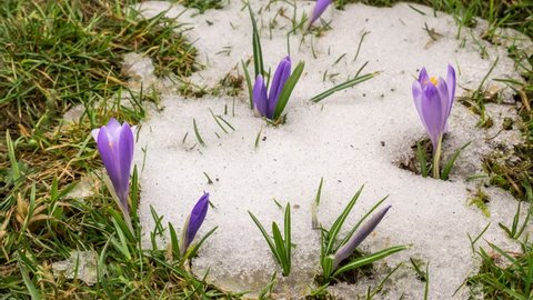 Snow melting and crocus flower blooming in spring Time lapse
