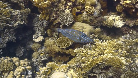 Scribbled leatherjacket filefish (Aluterus scriptus) on the coral reef, 4K ultra hd video footage