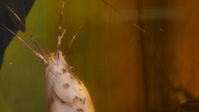 Ungraded: Catfish behind scratchy dirty glass of old aquarium. Ungraded H.264 from camera without re-encoding. ,
