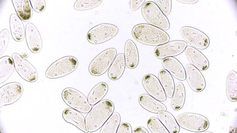 paramecium - microcosmos - microorganism - life in a drop of water under a microscope